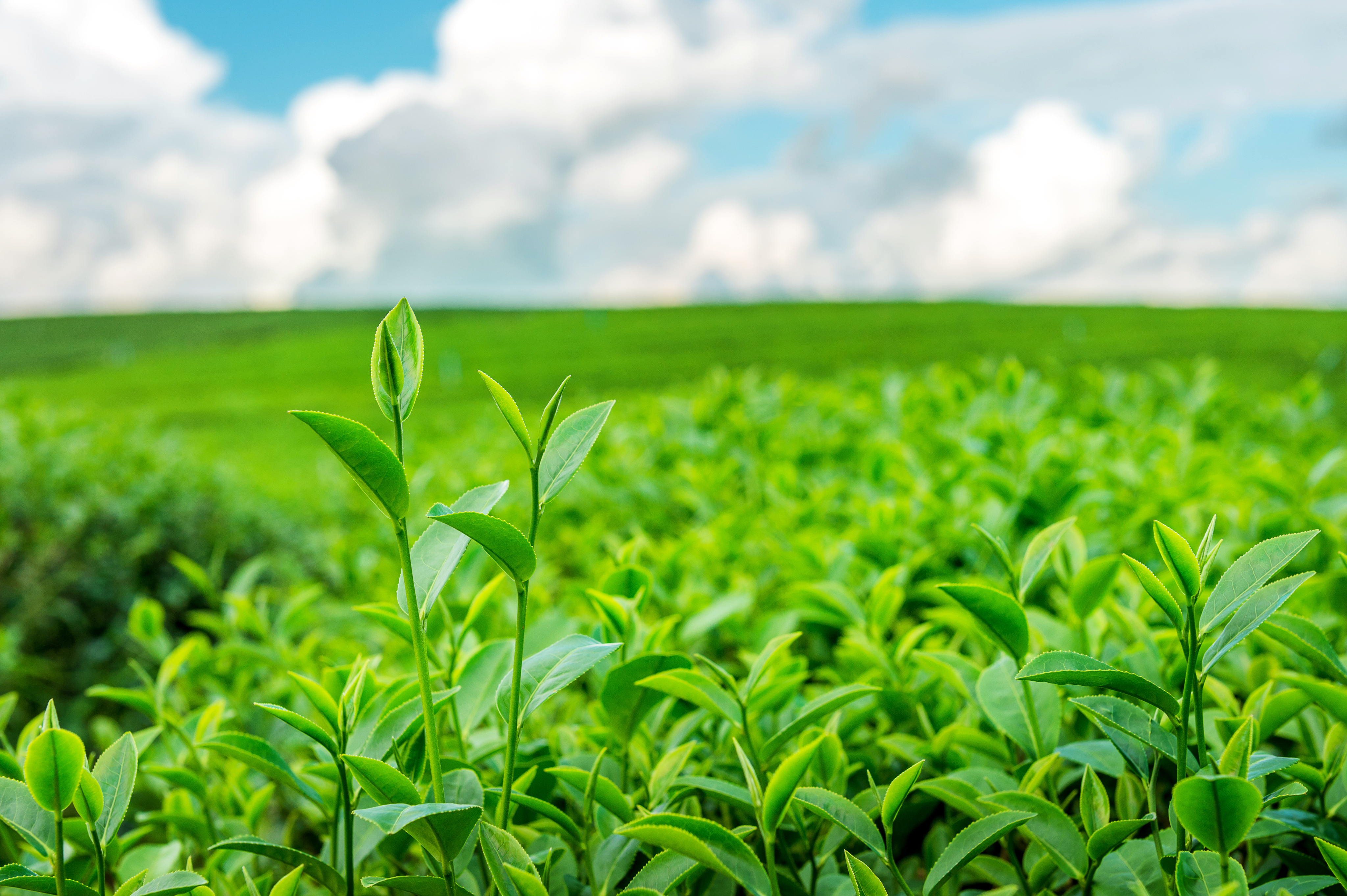 Green agricultural field